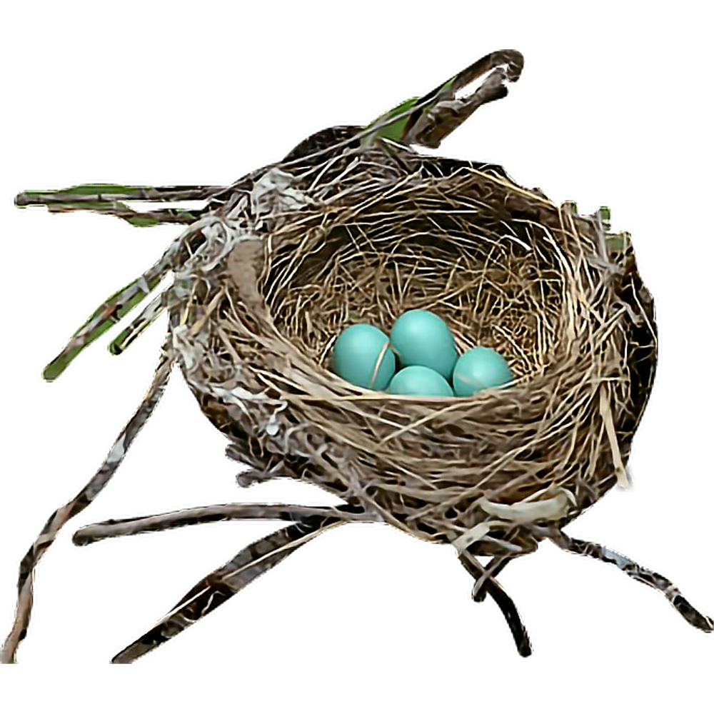 Nest Transparent Image