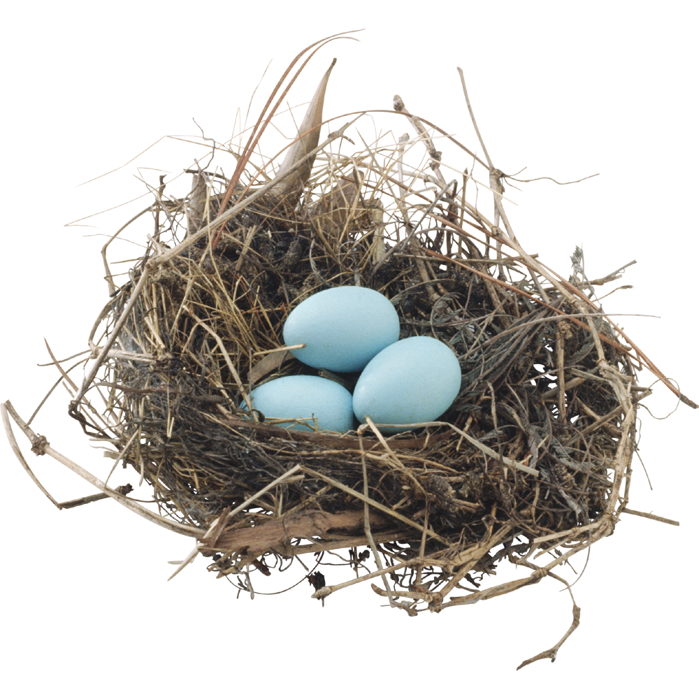 Nest Transparent Picture