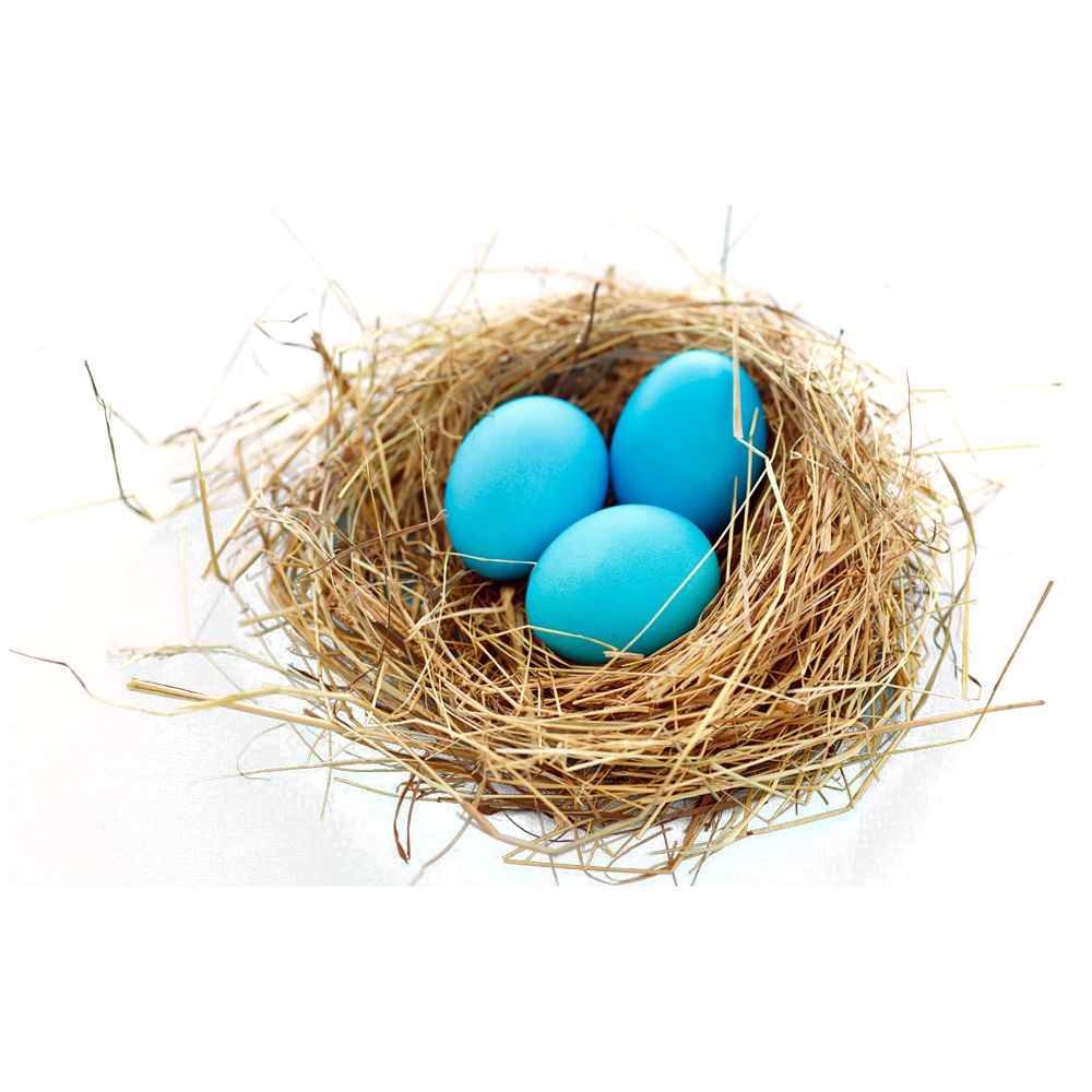 Nest Transparent Gallery