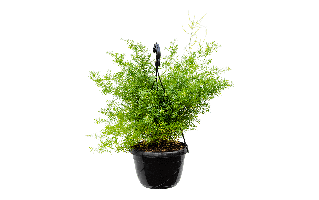 Asparagus Plant PNG