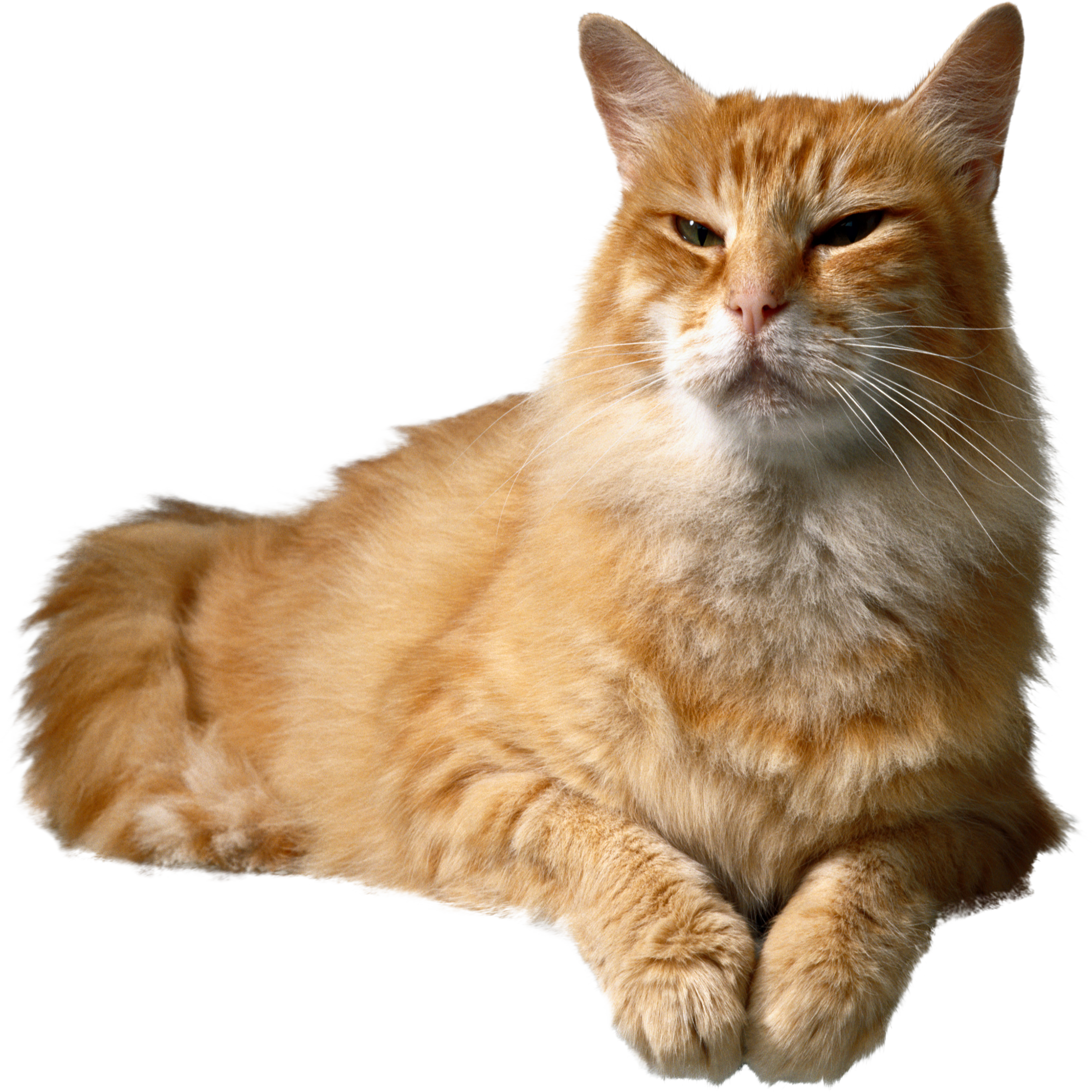 Abyssinian Transparent Picture