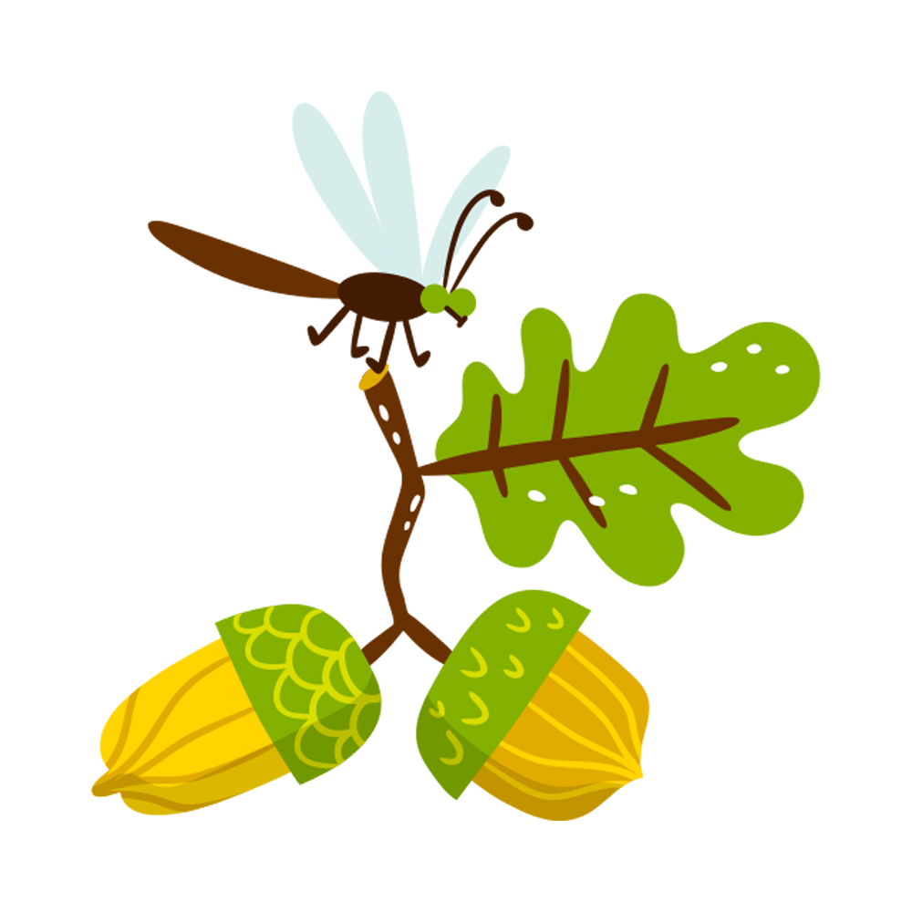 Acorn Free Sticker Transparent Photo