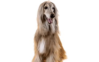 Afghan Hound PNG