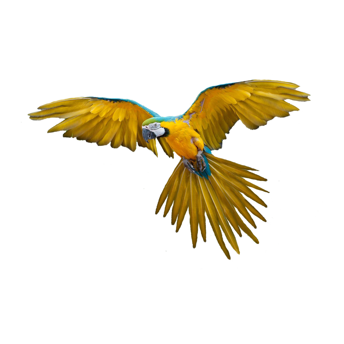 African Bird Transparent Photo