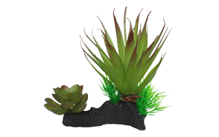 Air Plant PNG
