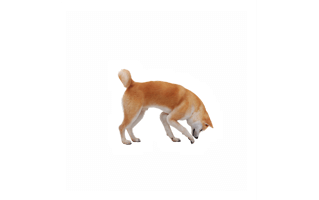 Akita Dog PNG
