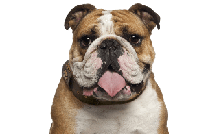 Alapaha Blue Blood Bulldog PNG