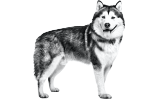 Alaskan Malamute PNG