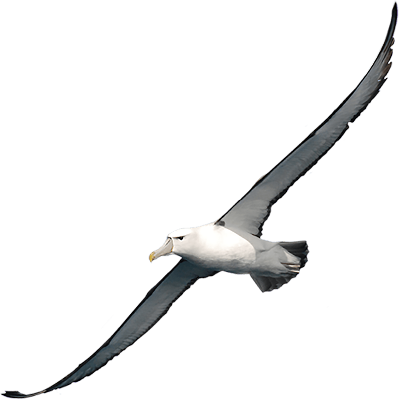 Albatross Transparent Picture