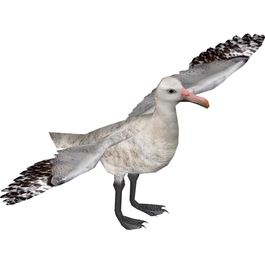 Albatross Transparent Clipart