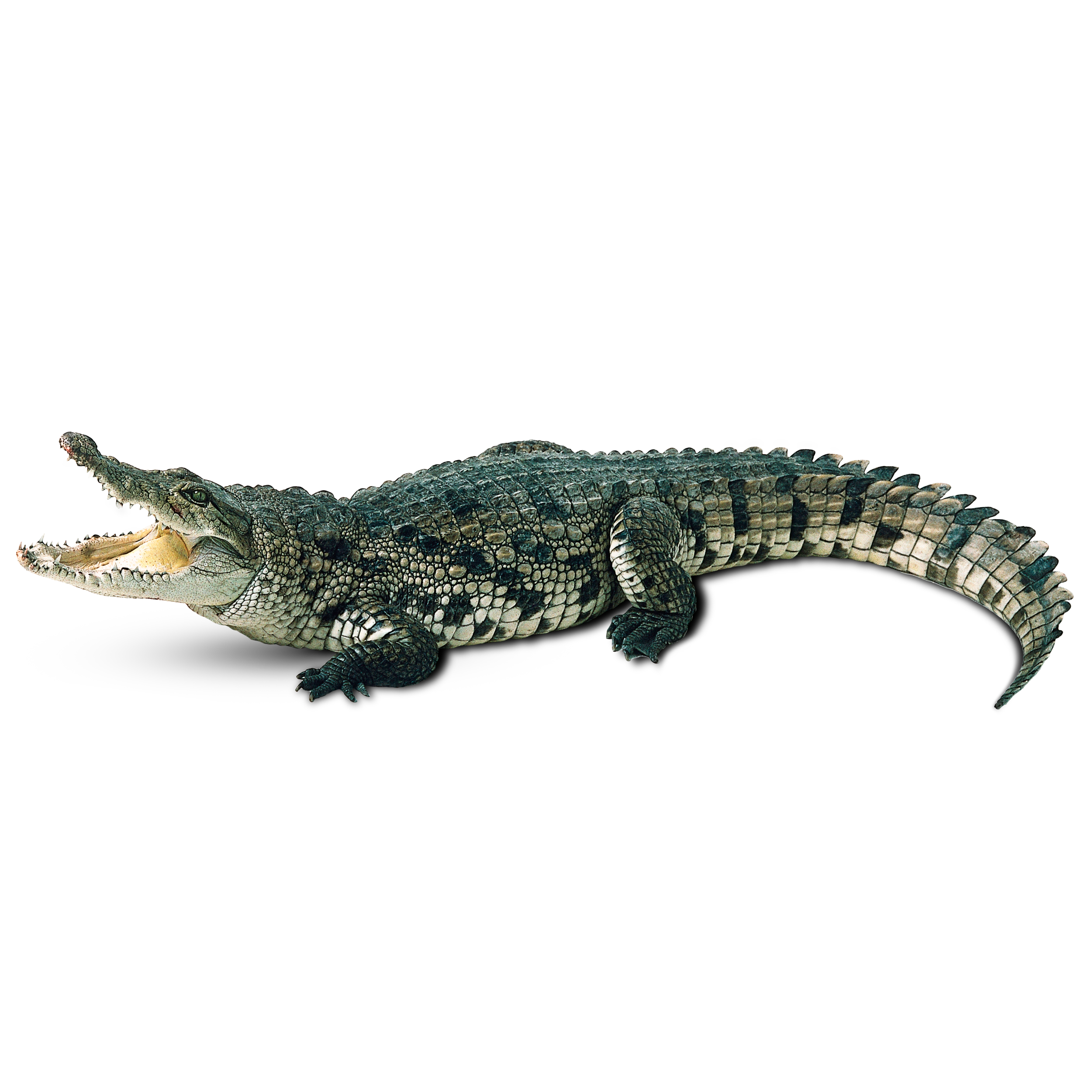 Alligator Transparent Clipart