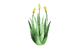 Aloe Vera Flower PNG