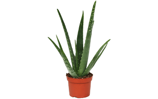 Aloe Vera PNG