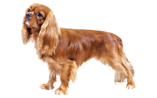 American Cocker Spaniel PNG