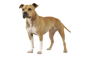 American Staffordshire Terrier PNG
