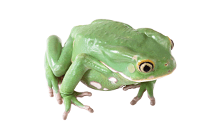 Amphibian PNG