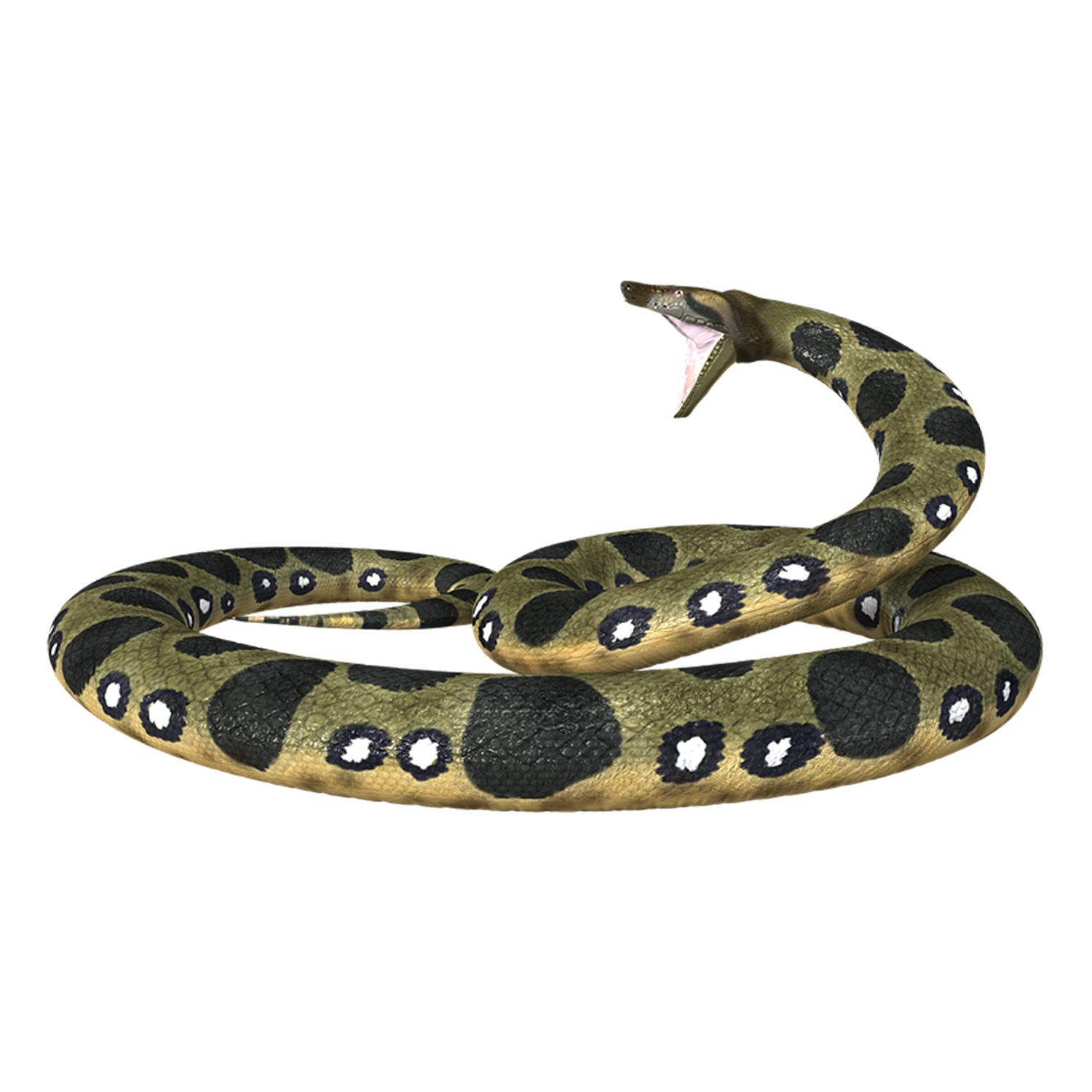 Anaconda Transparent Photo