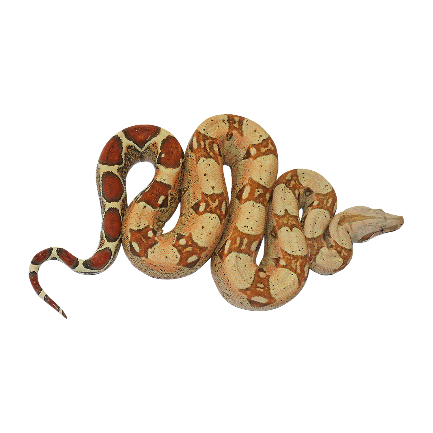 Anaconda Transparent Clipart