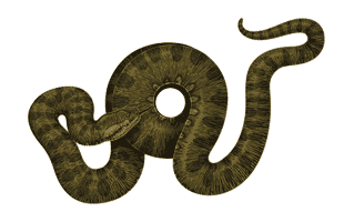 Anaconda