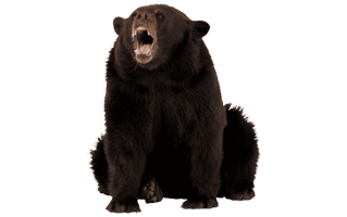 Angry Bear PNG