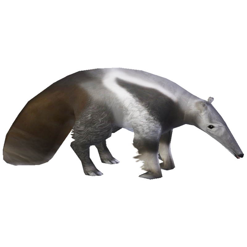 Anteater Transparent Photo