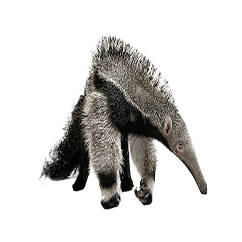 Anteater Transparent Clipart