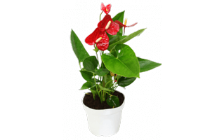 Anthurium PNG
