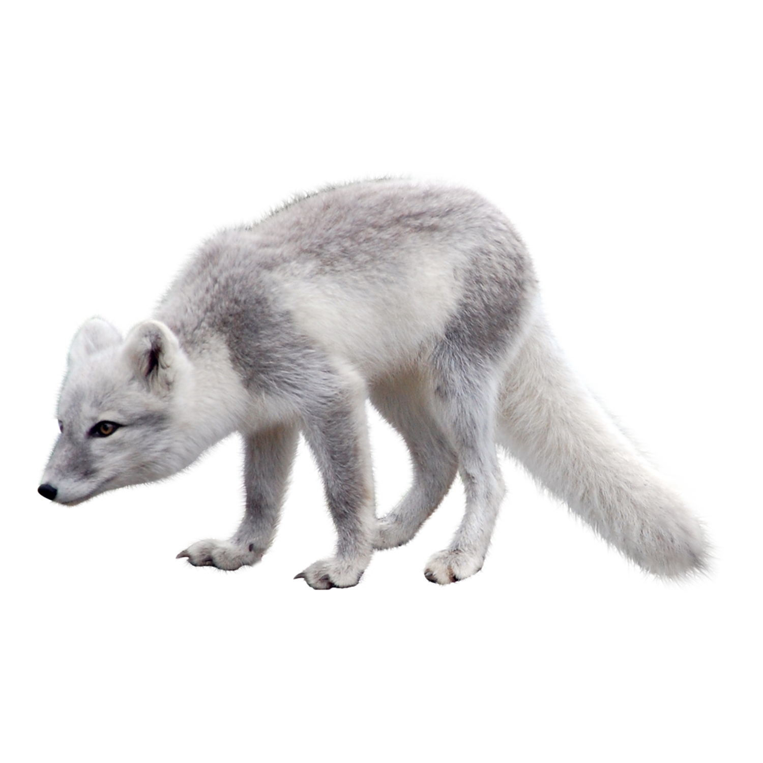 Arctic Fox Transparent Picture