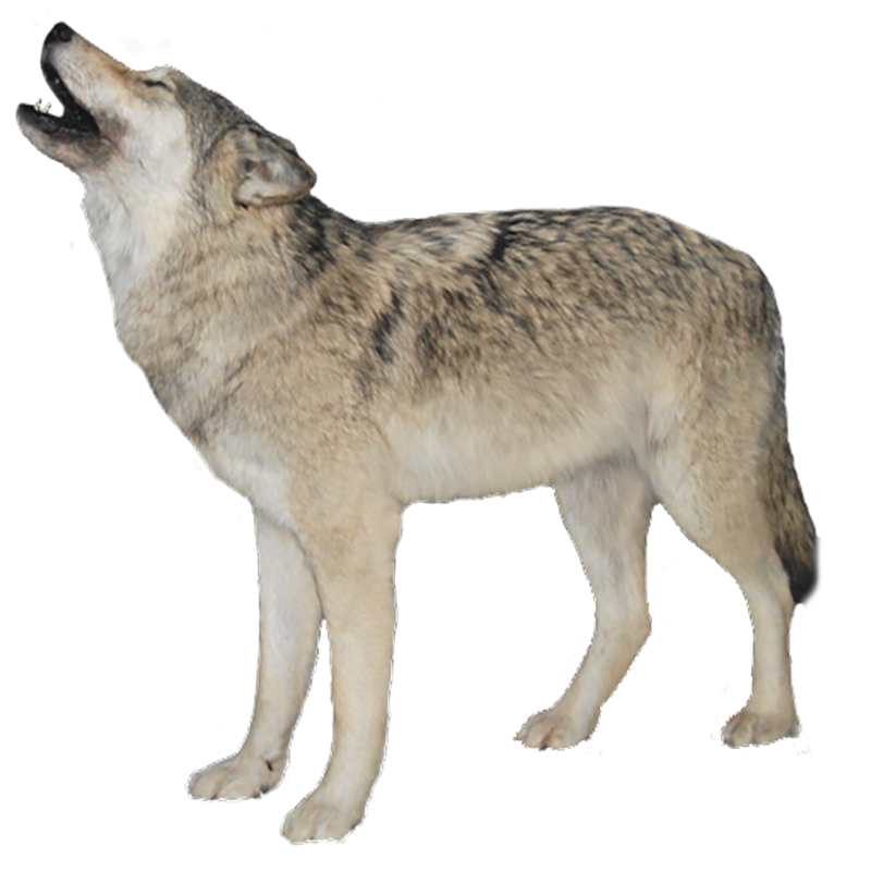 Arctic Wolf Transparent Clipart