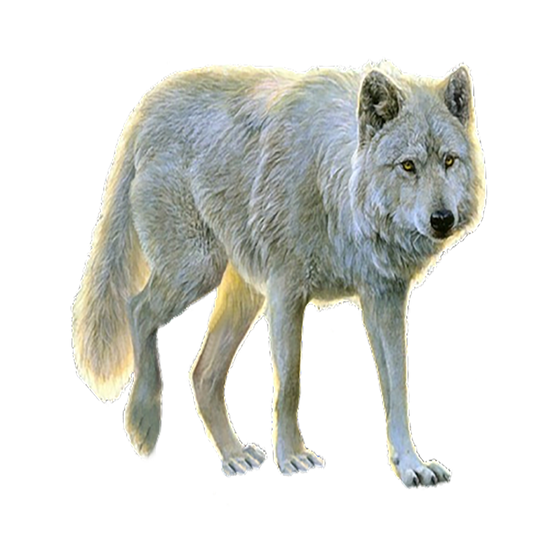 Arctic Wolf Transparent Gallery