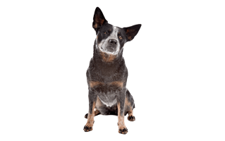 Australian Cattle Dog PNG