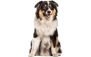 Australian Shepherd PNG