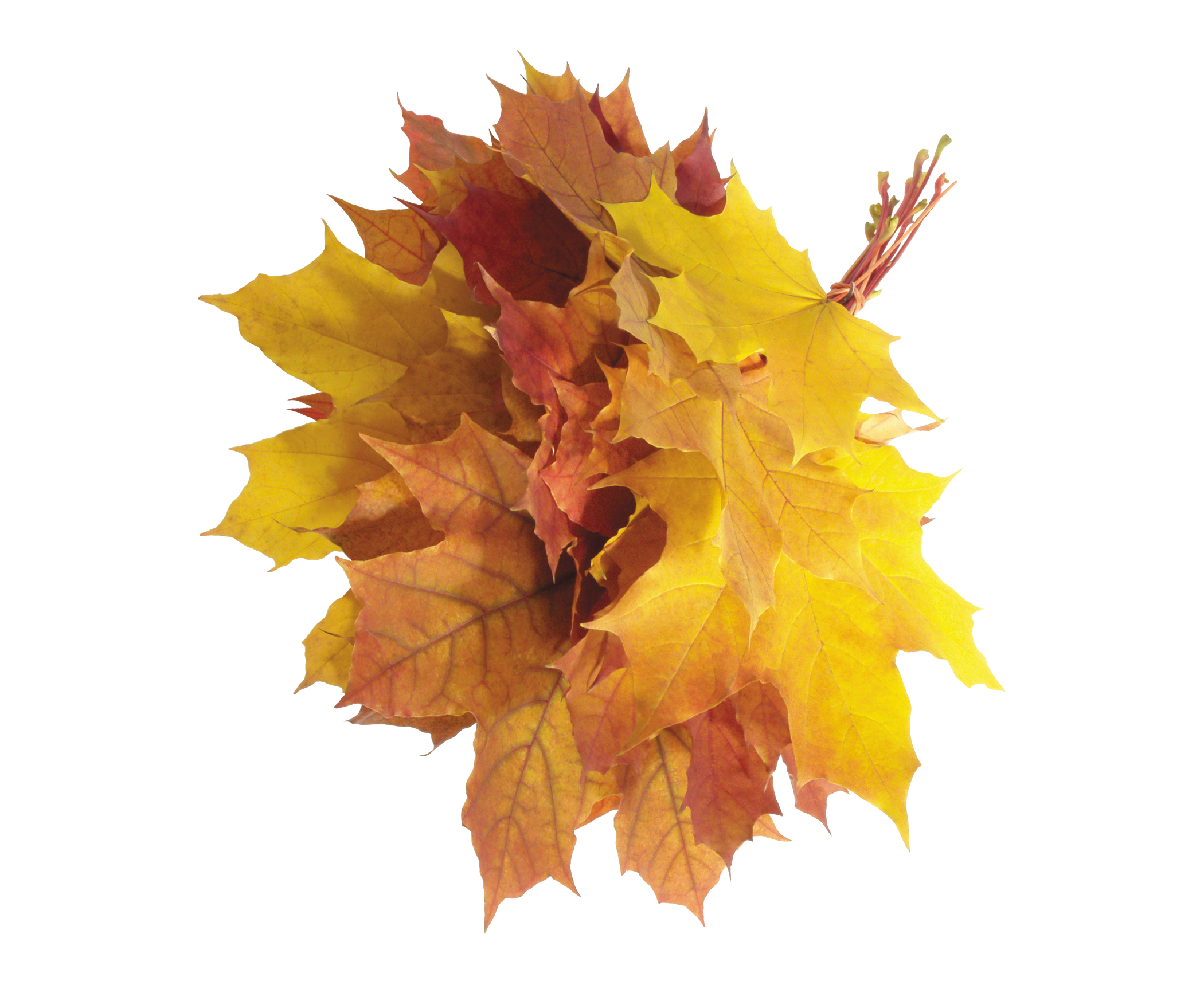 Autumn Leaves Transparent Image