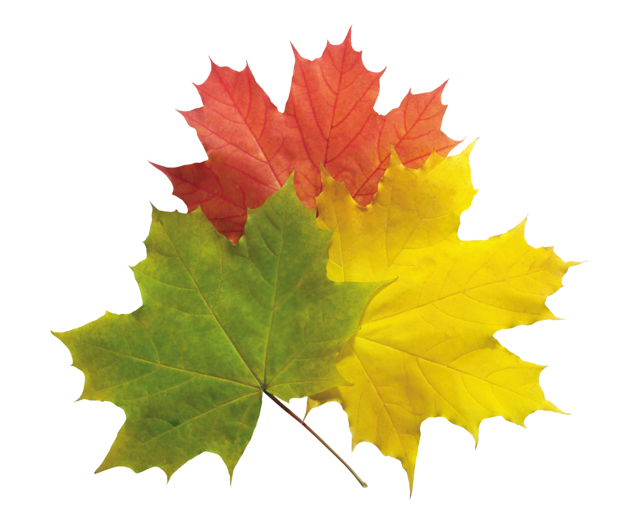 Autumn Leaves Transparent Clipart