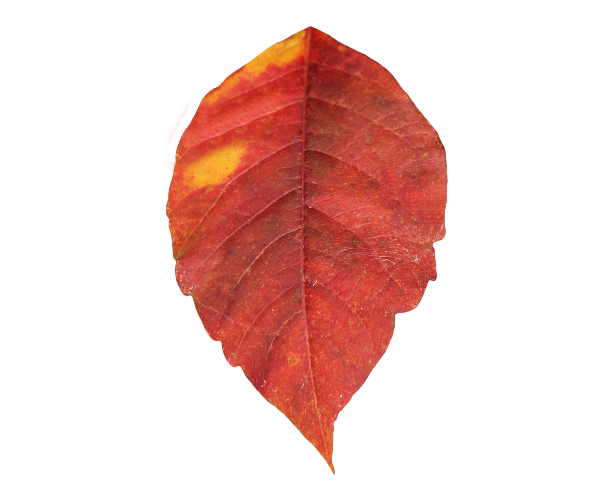 Autumn Leaves Transparent Snapshot