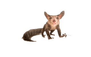 Aye Aye PNG