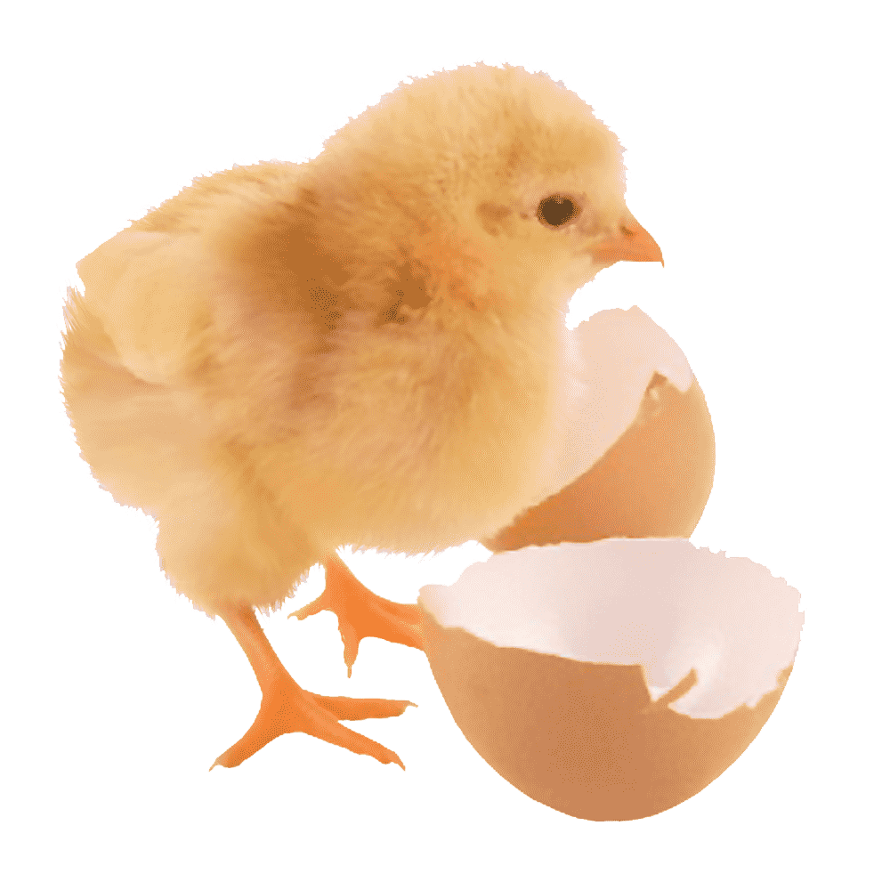 Baby Chick Transparent Image