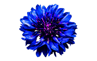 Bachelors Button PNG