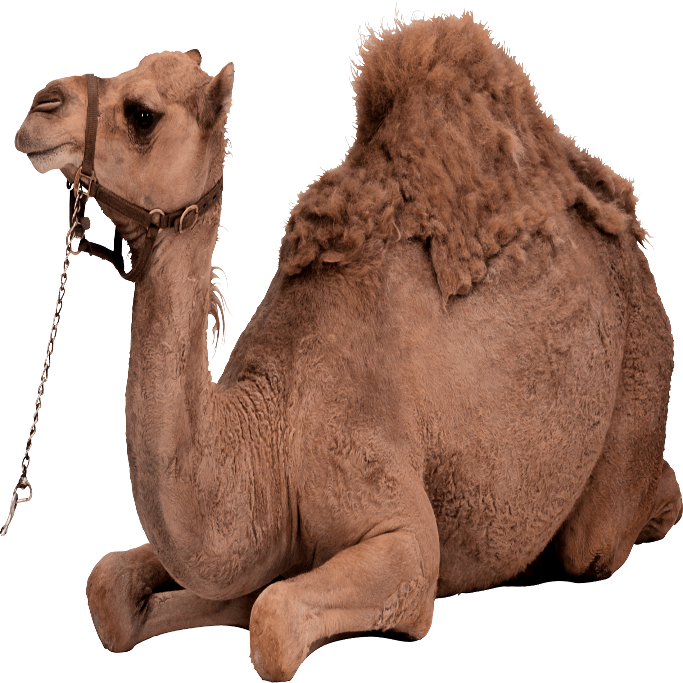 Bactrian Camel Kai Transparent Image