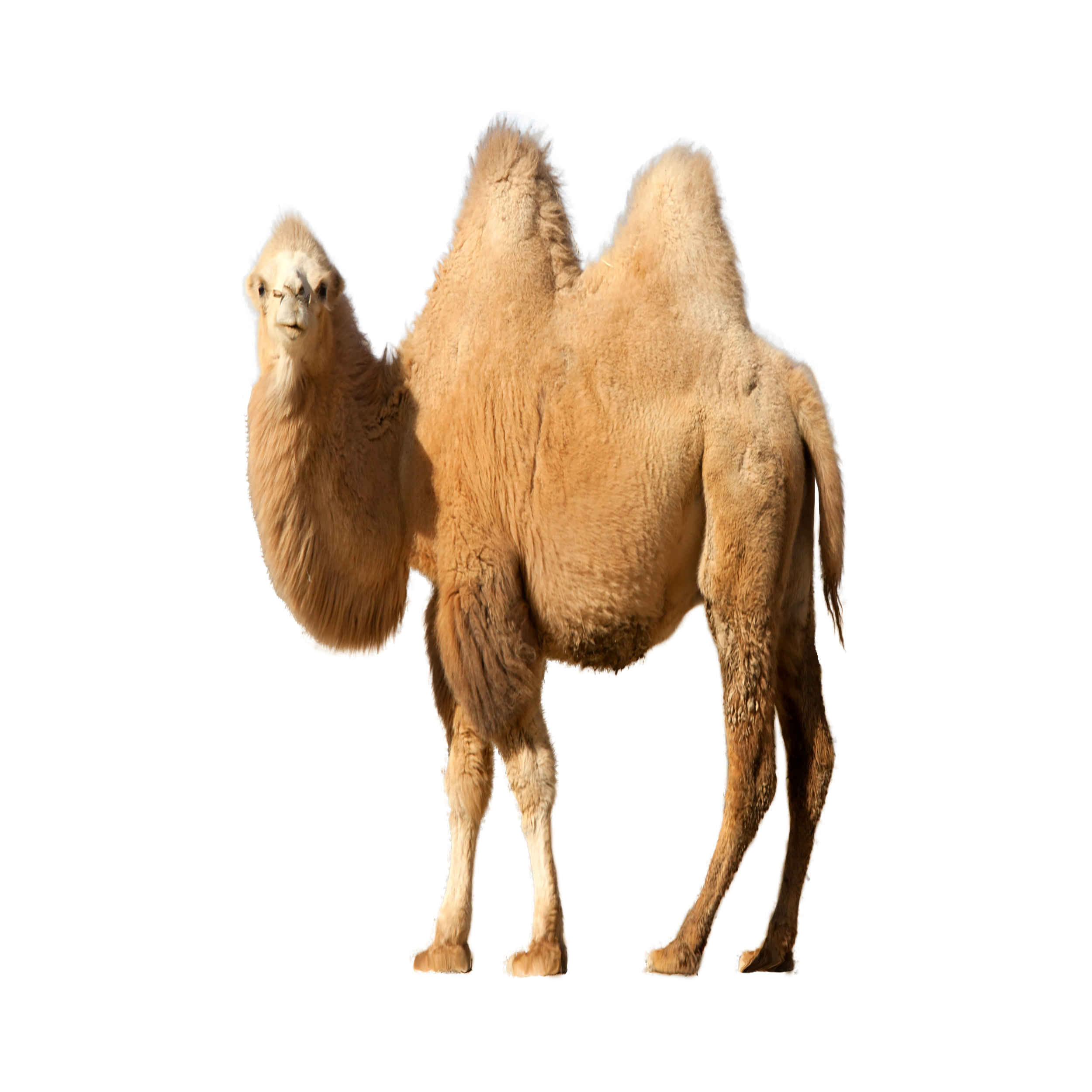 Bactrian Camel Kai Transparent Photo