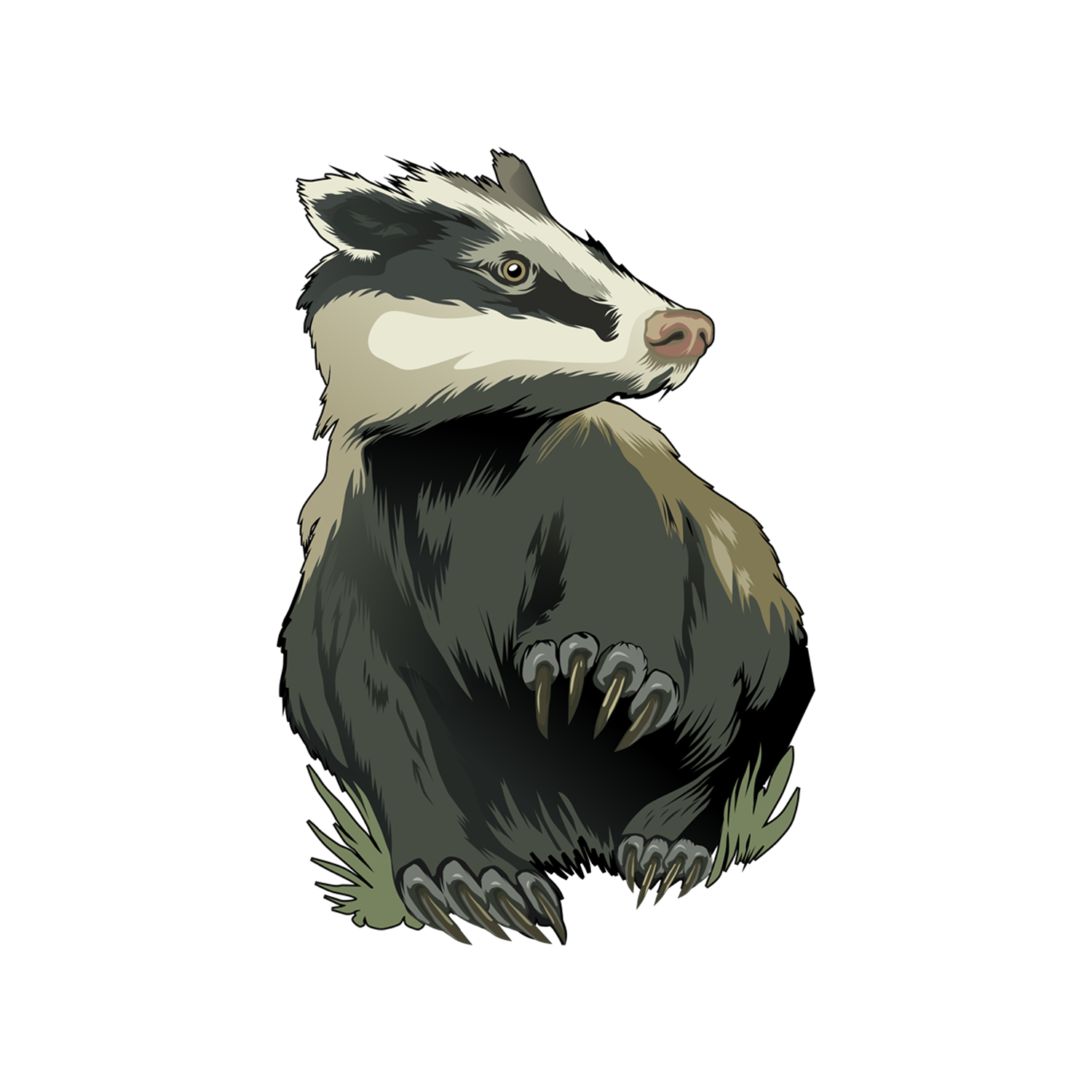 Badger Transparent Picture