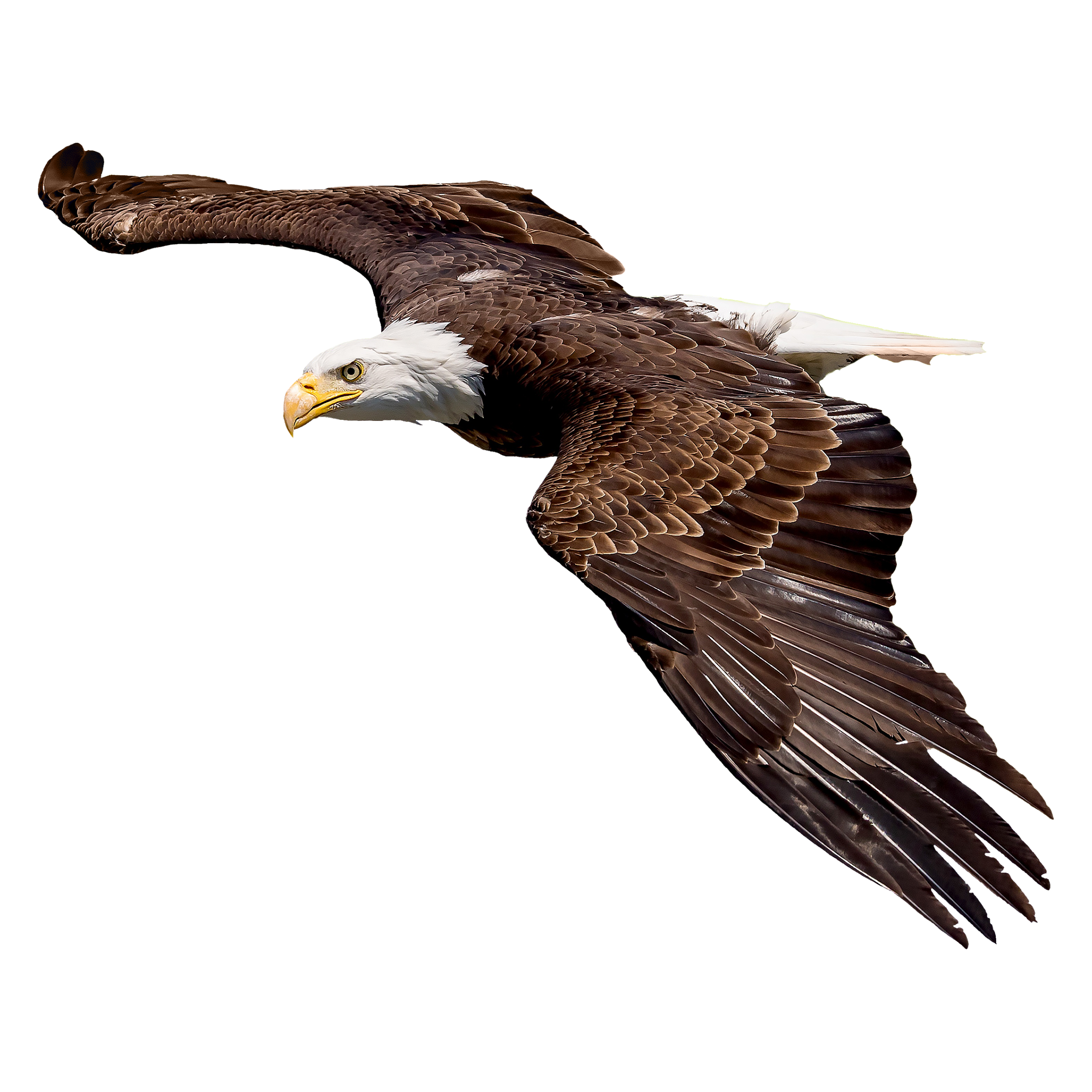 Bald Eagle Transparent Image