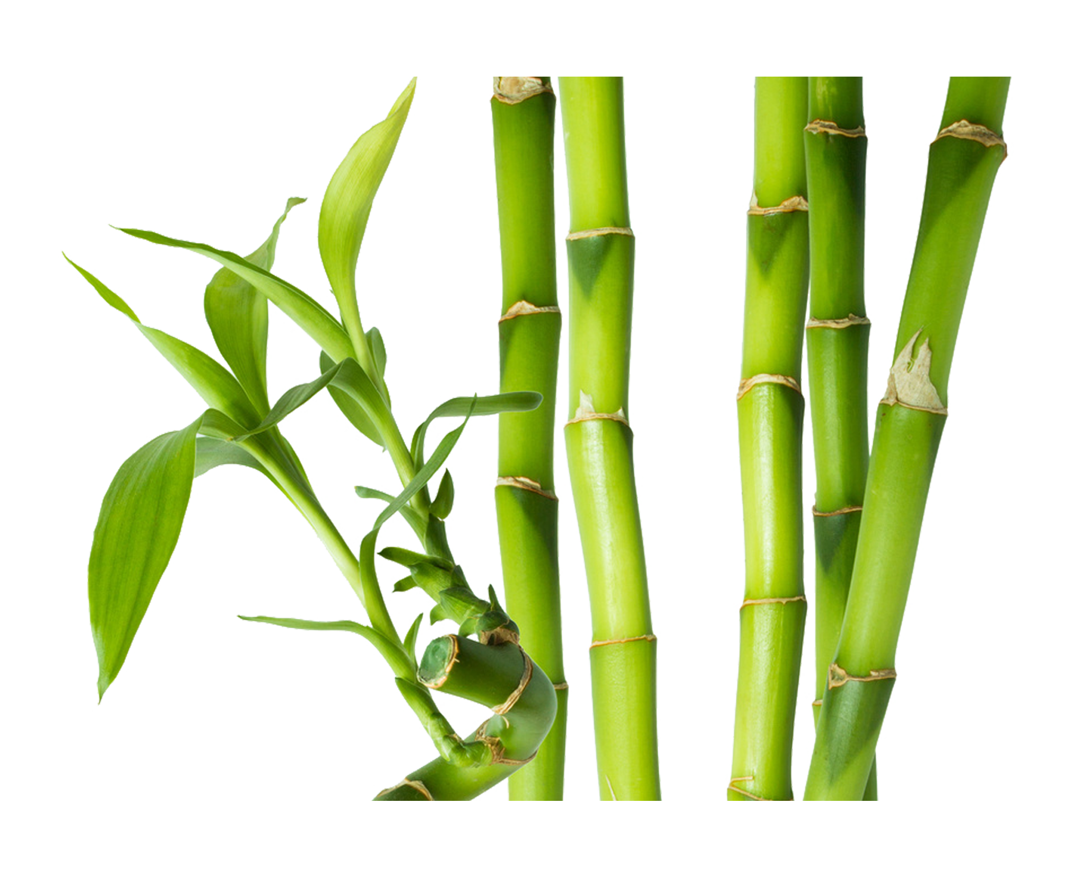 Bamboo Transparent Image