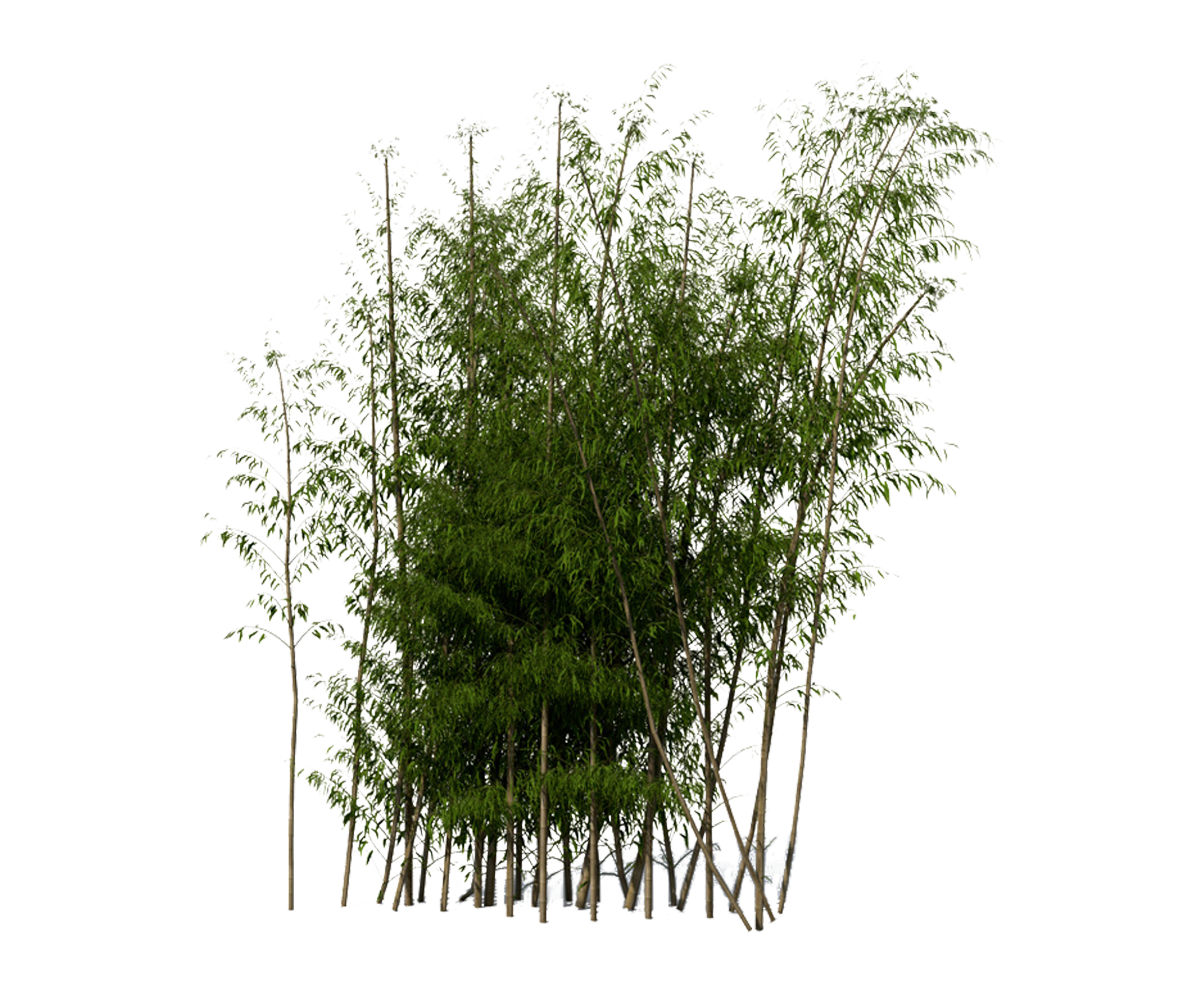 Bamboo Transparent Photo