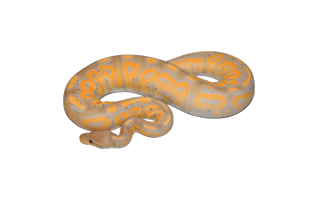 Banana Ball Python PNG