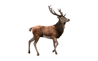 Barasingha PNG