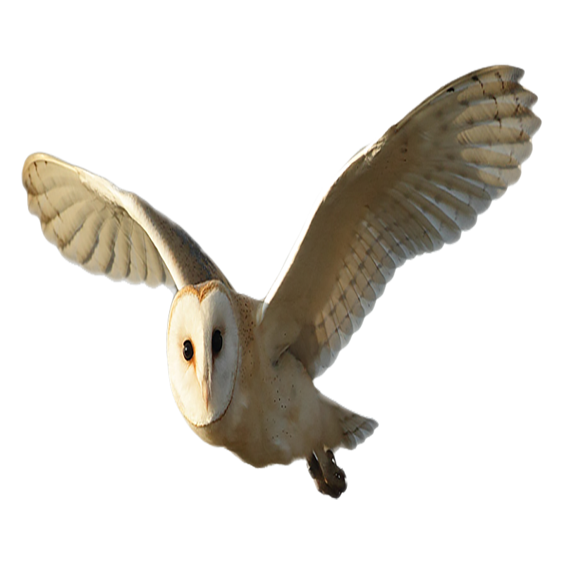 Barn Owl Transparent Photo