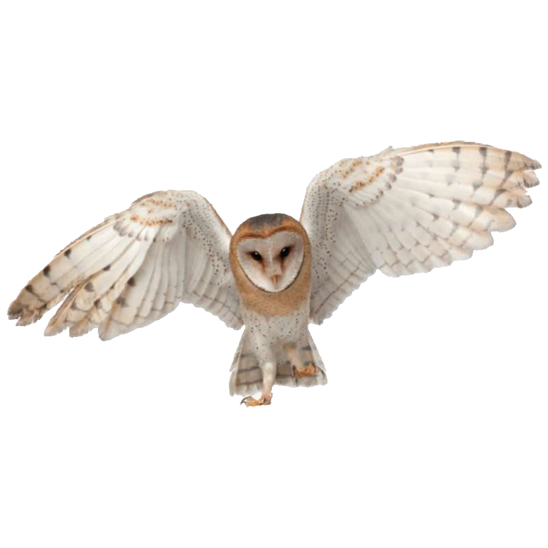 Barn Owl Transparent Picture