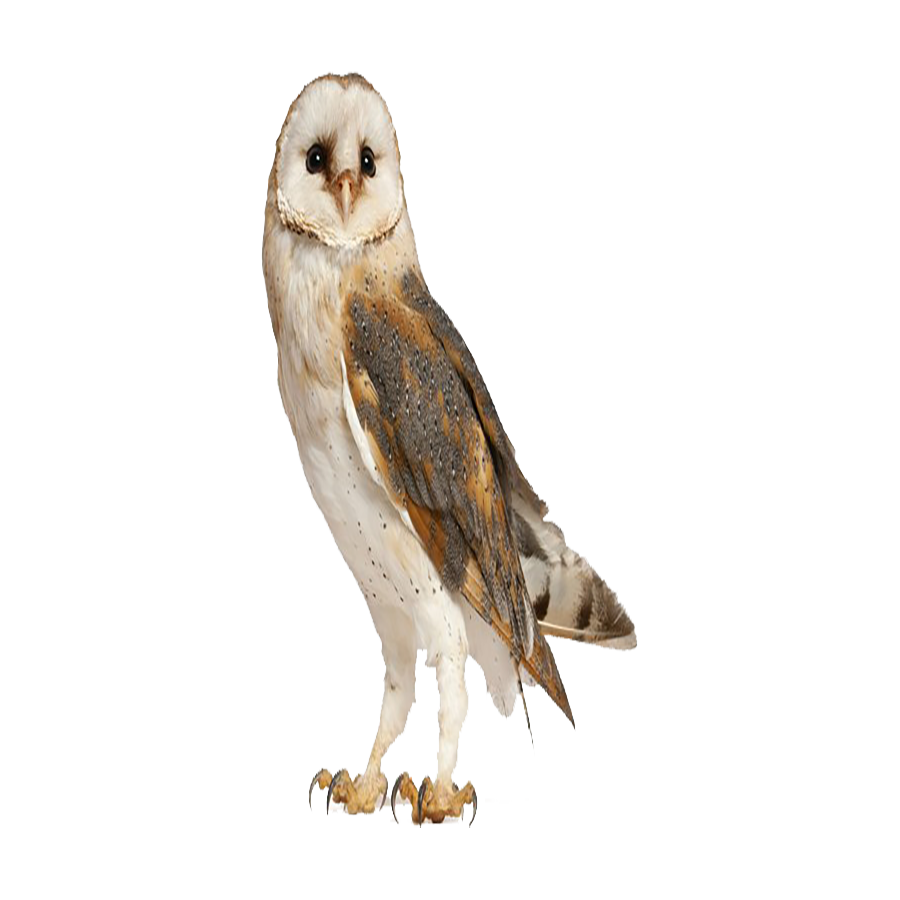 Barn Owl Transparent Clipart