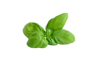 Basil PNG
